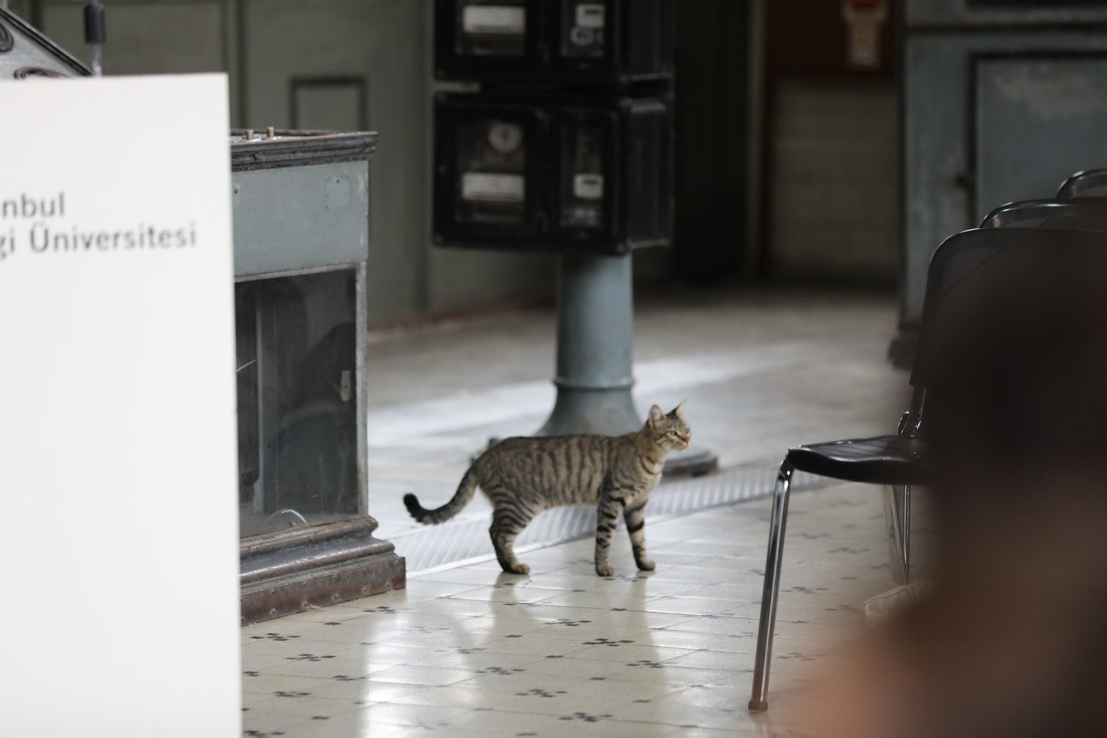 Kedi